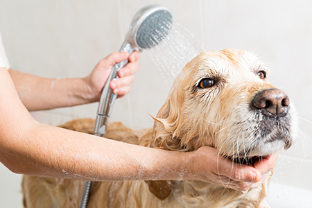 Dog Being Rinsed